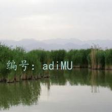 ͥ